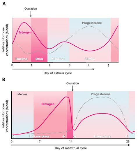 Read Online Menstrual Cycle Trait Estrogen Level And Masculinity 