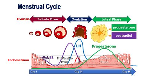 Menstural Cycle Chart