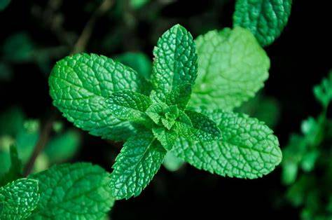 menta hipertensión