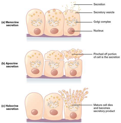 Merocrine Secretion