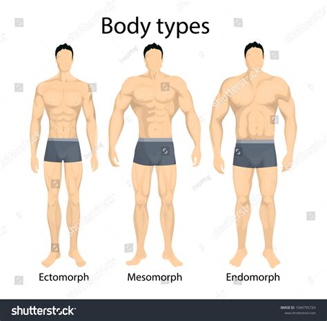 Mesomorfo Ectomorfo Endomorfo