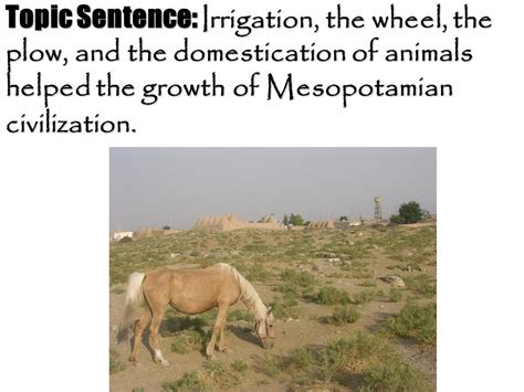 Mesopotamian Domestication Of Animals