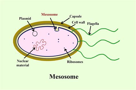 mesosom adalah