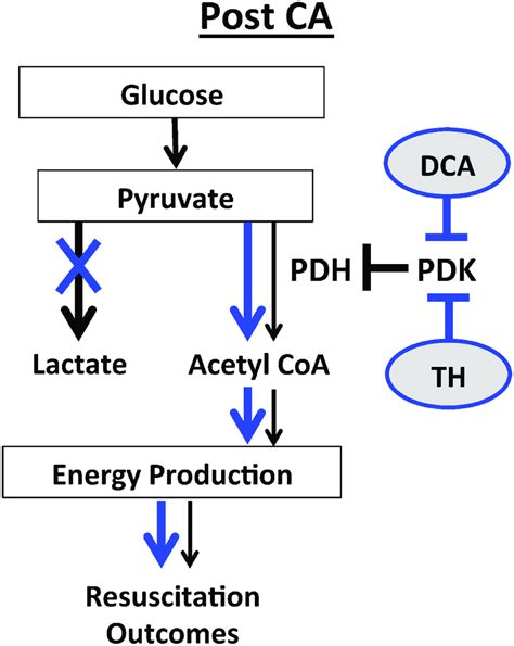 Metabolic Alterations In Pdh Activity Signaling In The Pdh - Pdh