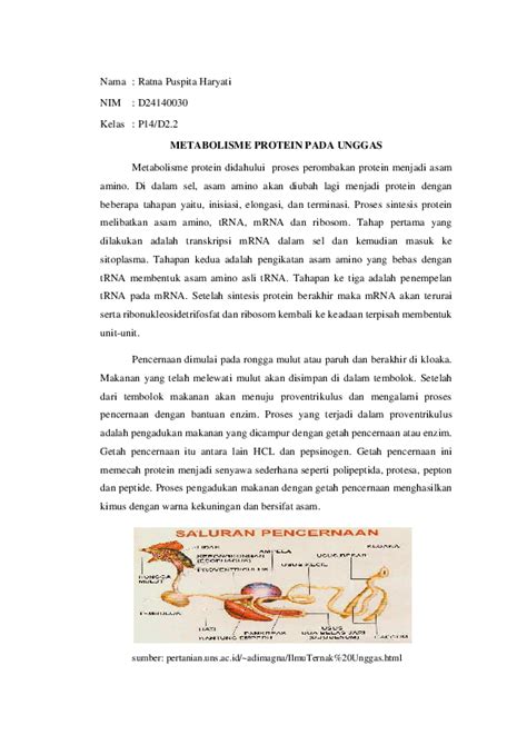 metabolisme protein pada unggas pdf