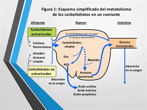 metabolismo de carbohidratos en rumiantes pdf