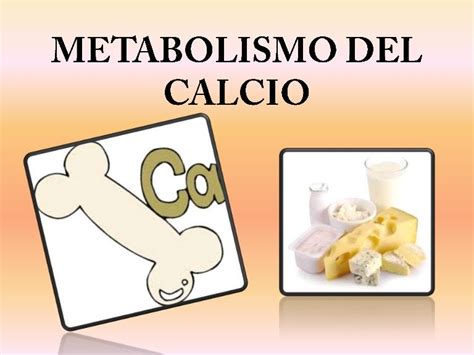 metabolismo del calcio slideshare