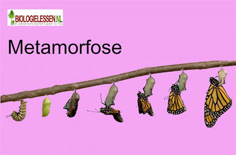 metamorfose