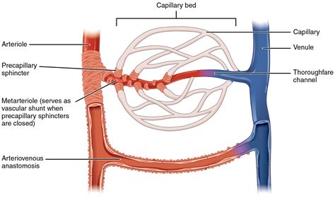 Metarteriole Definition