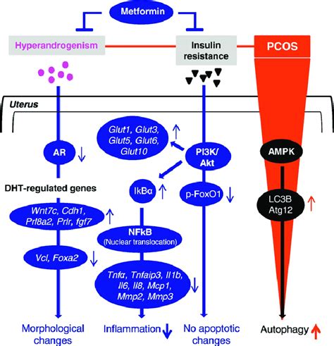metformin alkohol pco