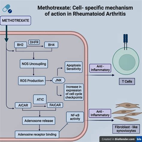 Methotrexate Mode Of Action