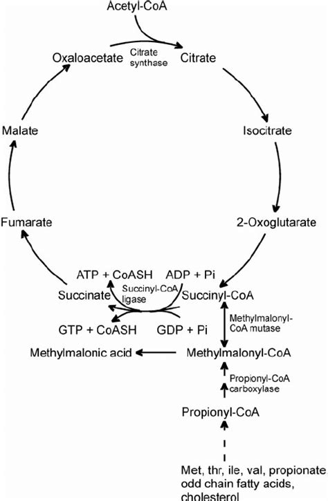 methylation Ray Peat Forum