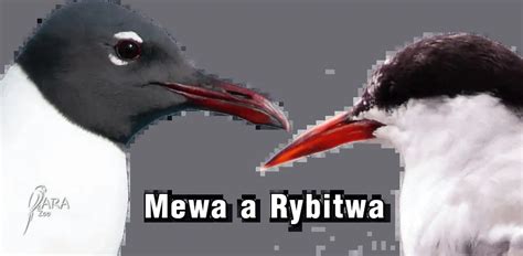 Mewa A Rybitwa