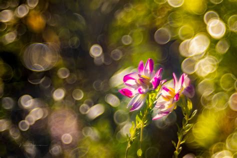 meyer görlitz trioplan test