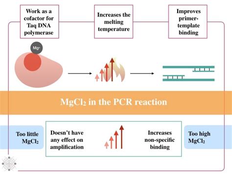 Mgcl2 Pcr Function