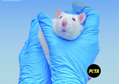 Mice And Rats In Laboratories Peta Science Experiments Rats - Science Experiments Rats