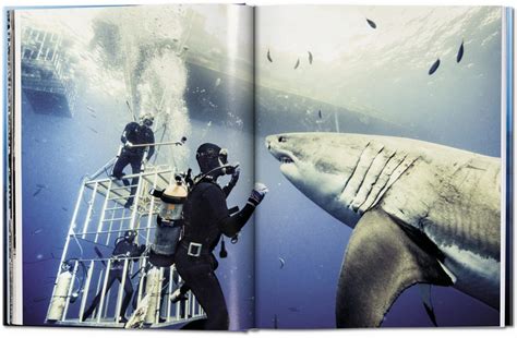 michael muller sharks face to face with the ocean