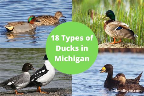 michigan ducks