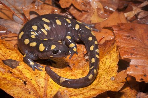 michigan salamanders