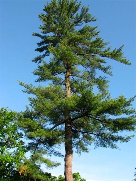 michigan state tree