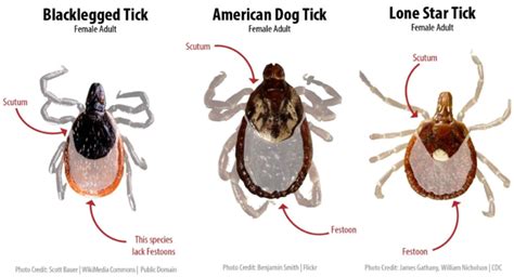 michigan ticks