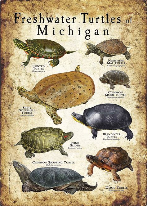 michigan turtles