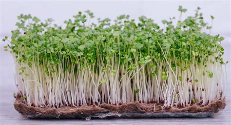 micro greens