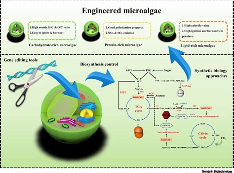 Read Online Microalgae Biotechnology And Microbiology 