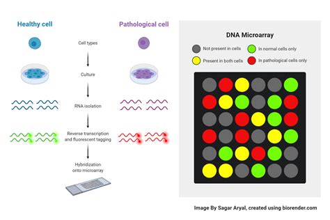 Download Microarray Bioinformatics 