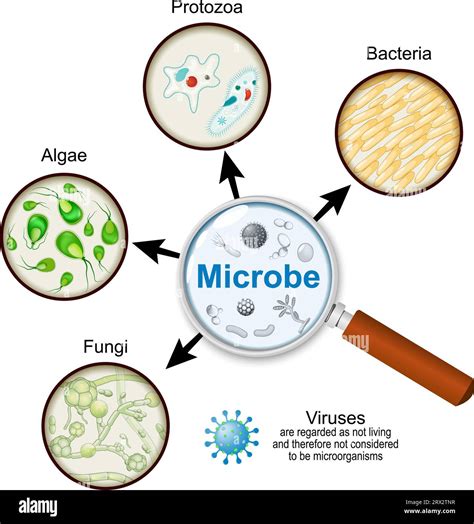 microbe definitie