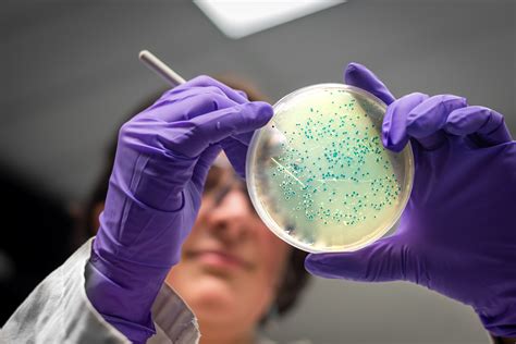Microbe Lab Free Virus Bacteria Amp Fungi Lesson Growing Bacteria Lab Worksheet - Growing Bacteria Lab Worksheet