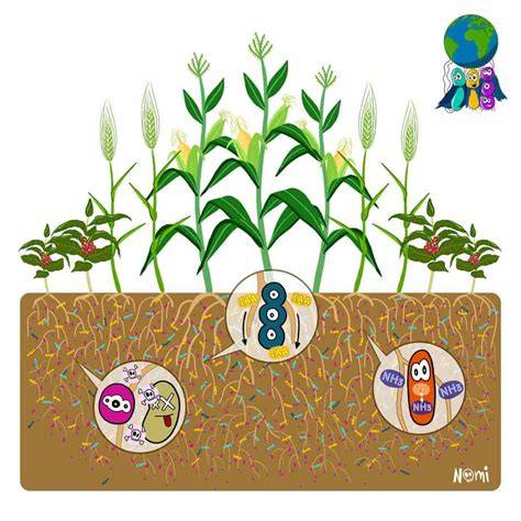 Microbes As Biofertilizers