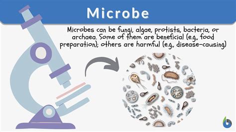 microbes meaning