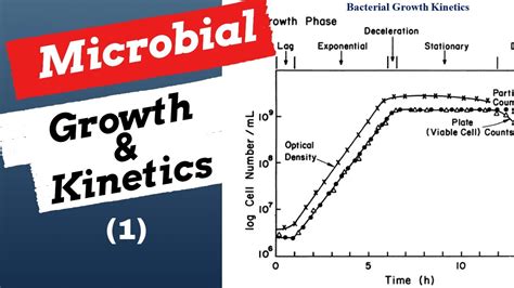 Microbial Growth Kinetics