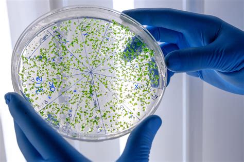 microbiologia clinica