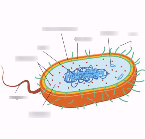 Microbiology Bacterial Cell Worksheet Diagram Quizlet Bacterial Cell Worksheet Answers - Bacterial Cell Worksheet Answers