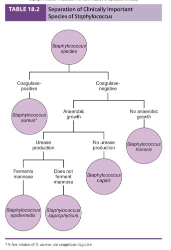 microbiology chapter 18 Flashcards Quizlet