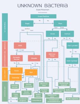 Microbiology Flow Chart For Unknown Gram Negative