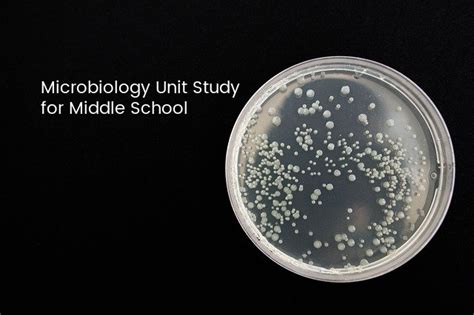 Microbiology Unit Study Eclectic Homeschooling Microorganisms Lesson Plans 5th Grade - Microorganisms Lesson Plans 5th Grade