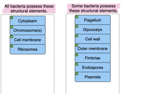 Download Microbiology Chapter 3 Quizlet 
