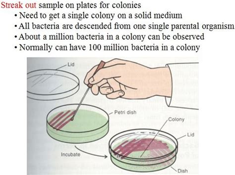 Download Microbiology Quizlet Chapter 6 