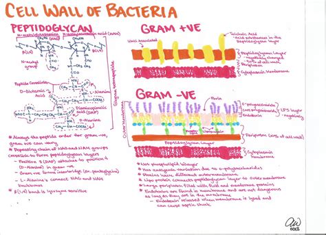 Read Online Microbiology Study Guides And Tests 