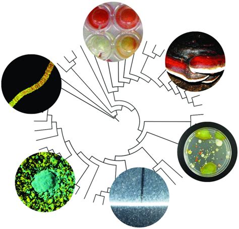 Microbiomes In Light Of Traits A Phylogenetic Perspective Traits Science - Traits Science