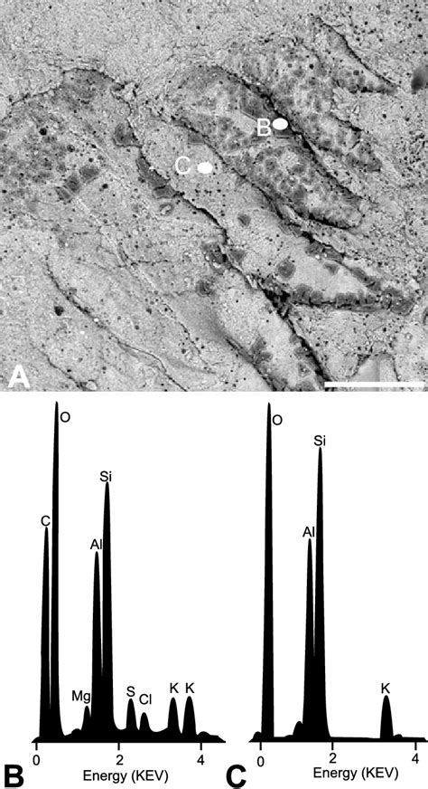 Full Download Microchemical Differentiation Of Conodont And Scolecodont 