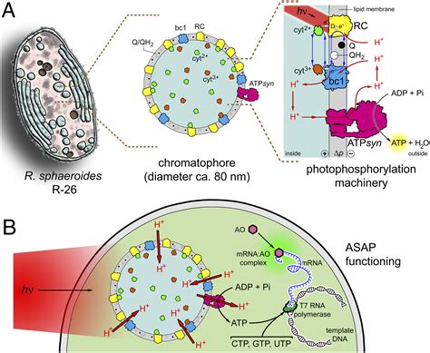 Download Microencapsulated Chromatophores For The Production Of Atp 