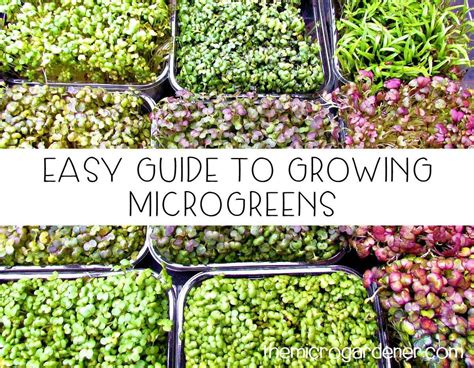 microgreens a guide to growing nutrient packed gr