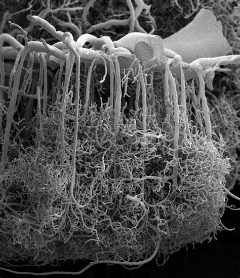 Microphotography Electron Microscopy Eye Of Science Eye Of Science - Eye Of Science