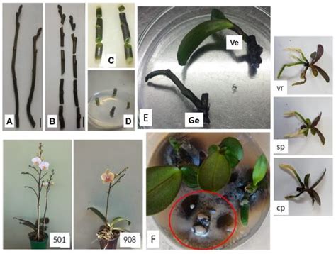 Download Micropropagation Of Orchids 