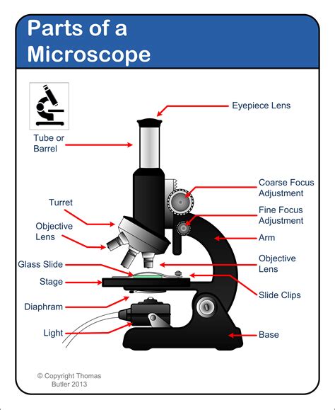 Microscope Drawing Teaching Resources Tpt Microscope Practice Worksheet - Microscope Practice Worksheet