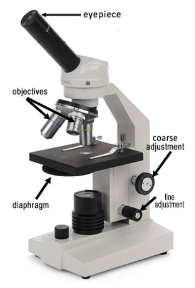 Microscope Introduction E Lab Biology Libretexts The Microscope Worksheet - The Microscope Worksheet